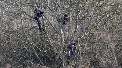 Фанаты «Довера» взобрались на дерево