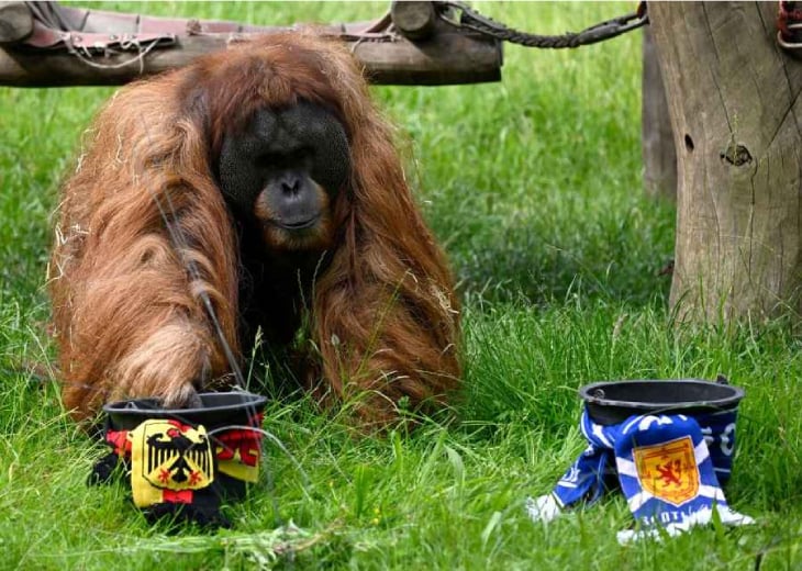 орангутан Вальтер